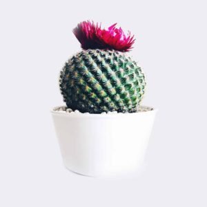 Home cactus4 free img